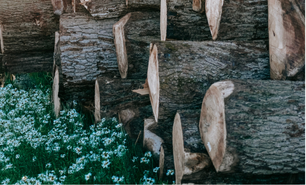 cut timber cut timber in wild flowers