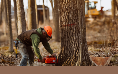 How to Sell Your Timber in Michigan – What to Expect