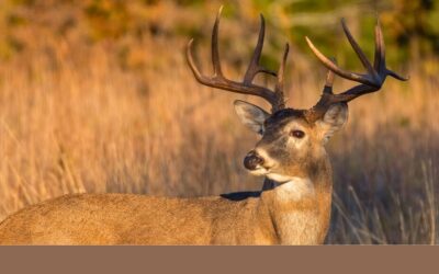 Improve Your Hunting Land with Smart Forestry Practices