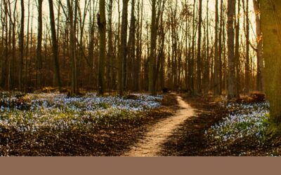 Selective Cutting: Balance Timber Value & Wildlife Habitat