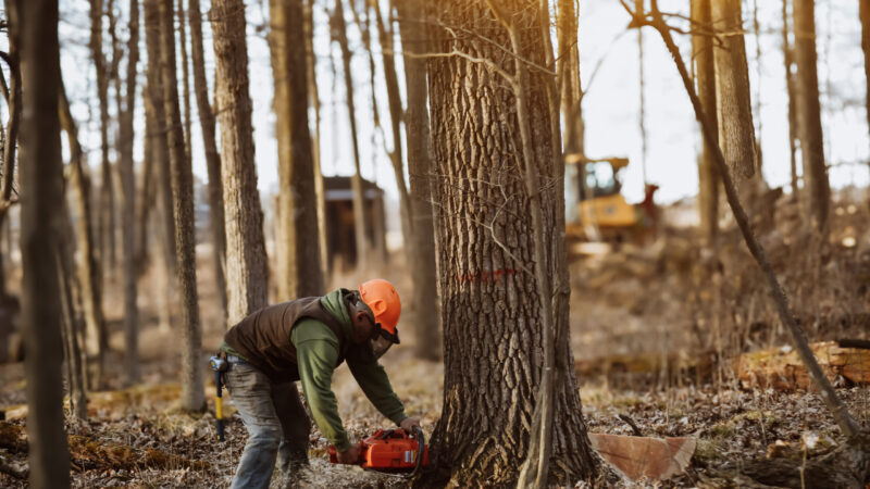 buy standing timber