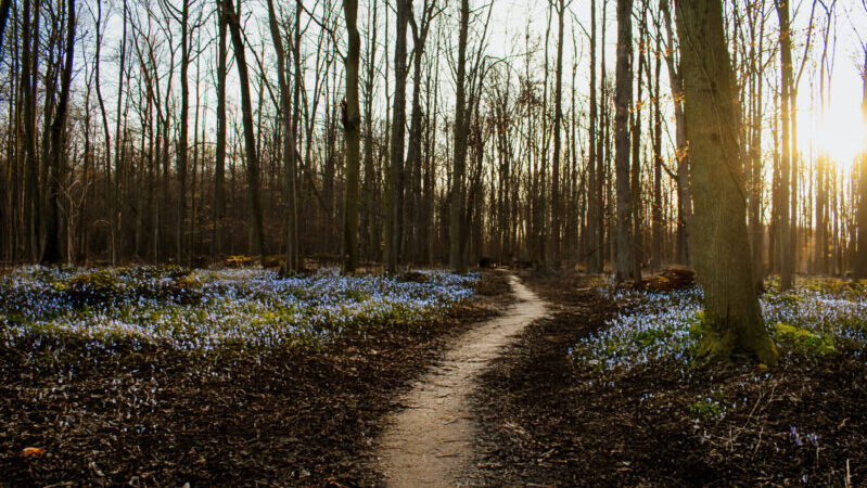wildlife habitat